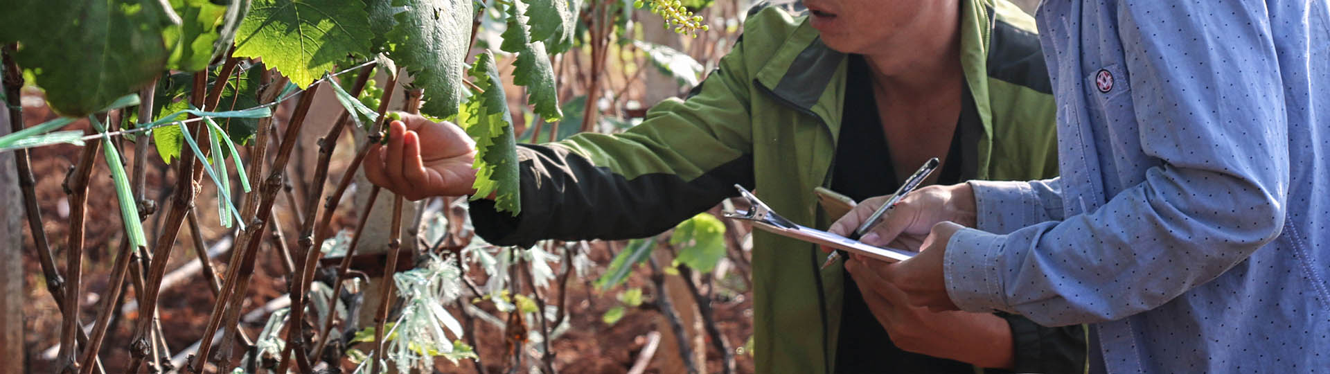 云南红河葡萄产业扶贫