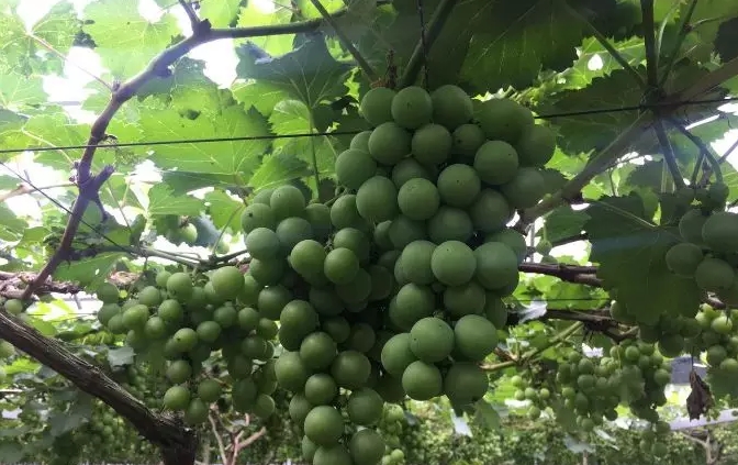 搜狗截图18年07月12日1122_6.jpg
